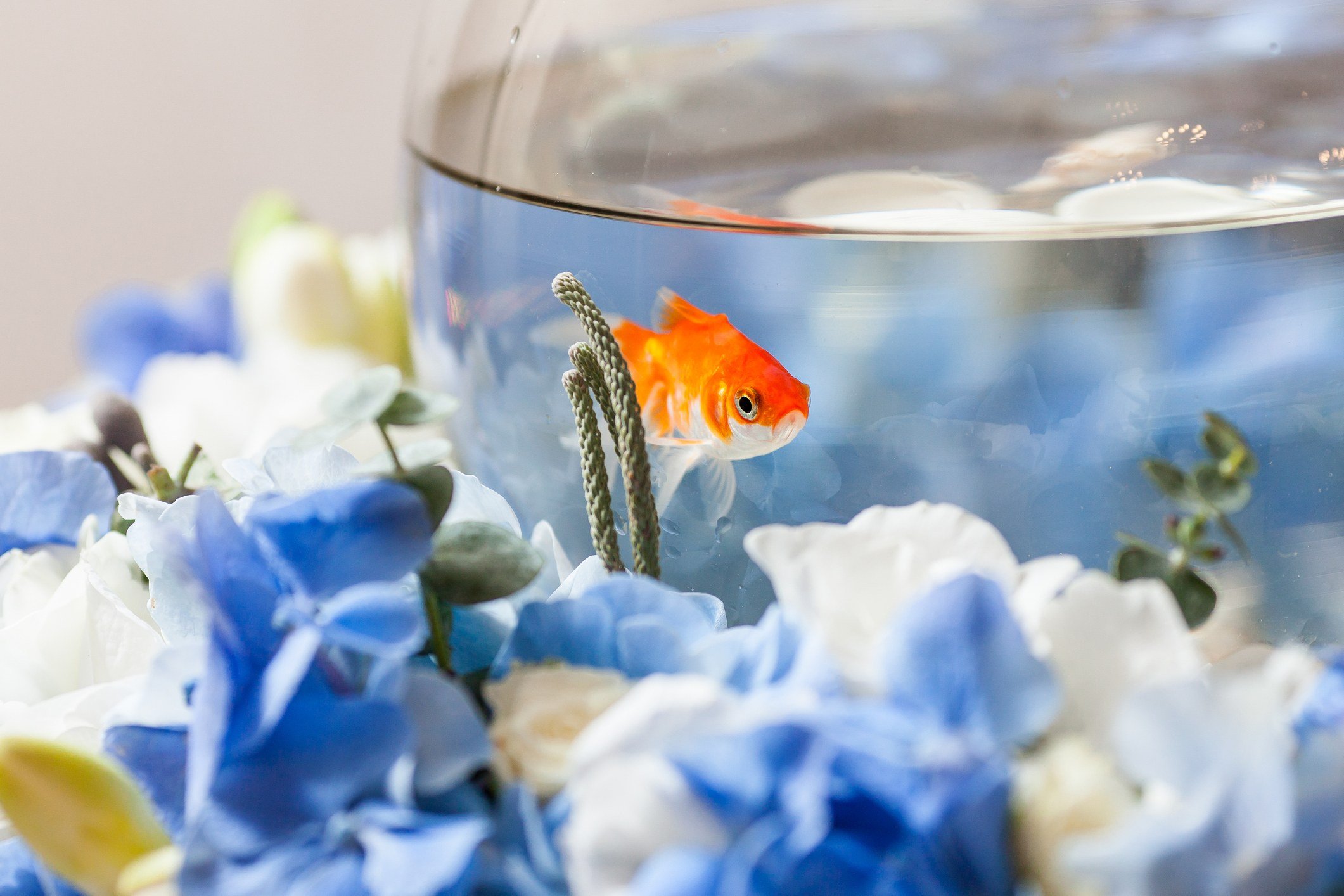 Goldfish in bowl