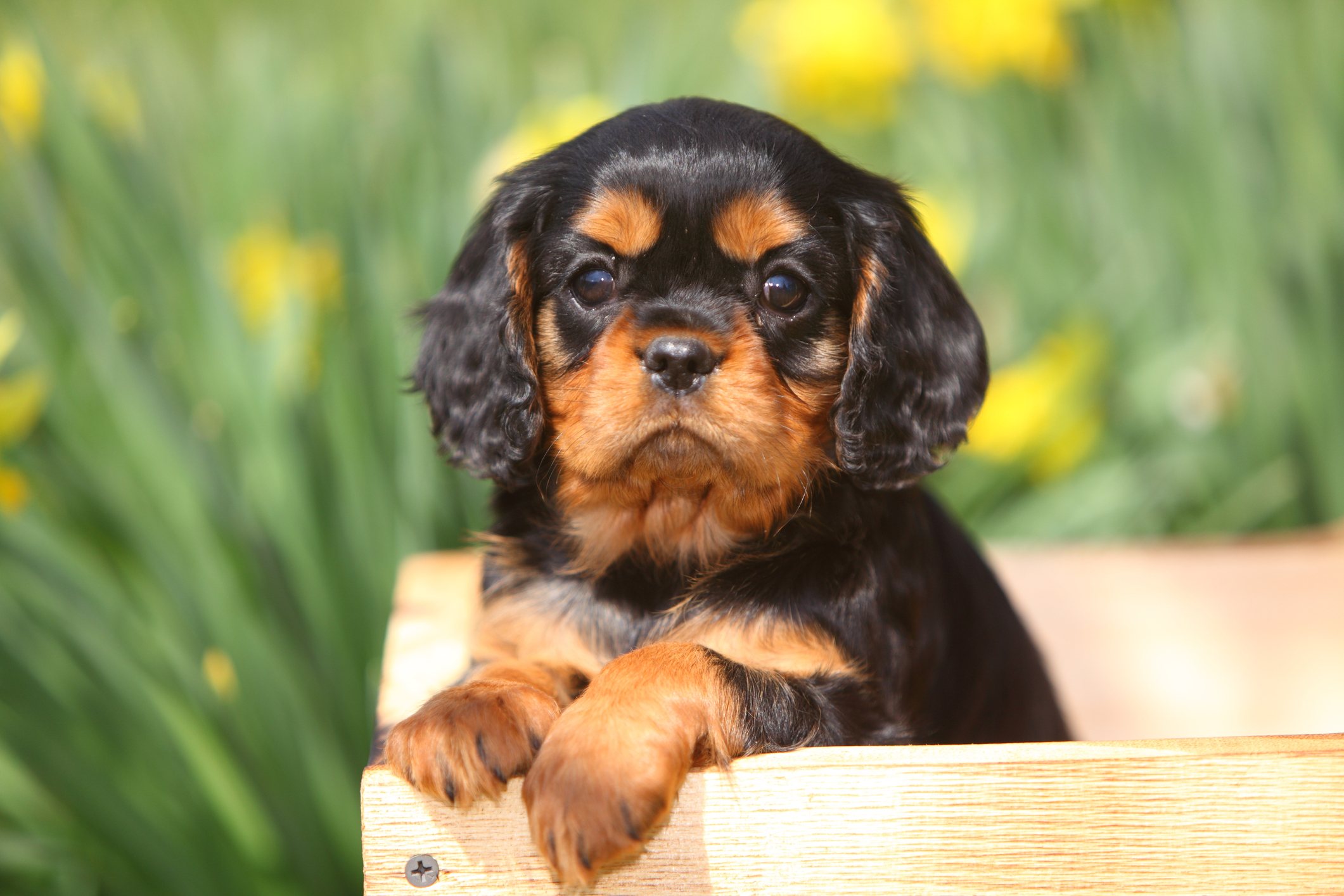 King Charles spaniel puppy