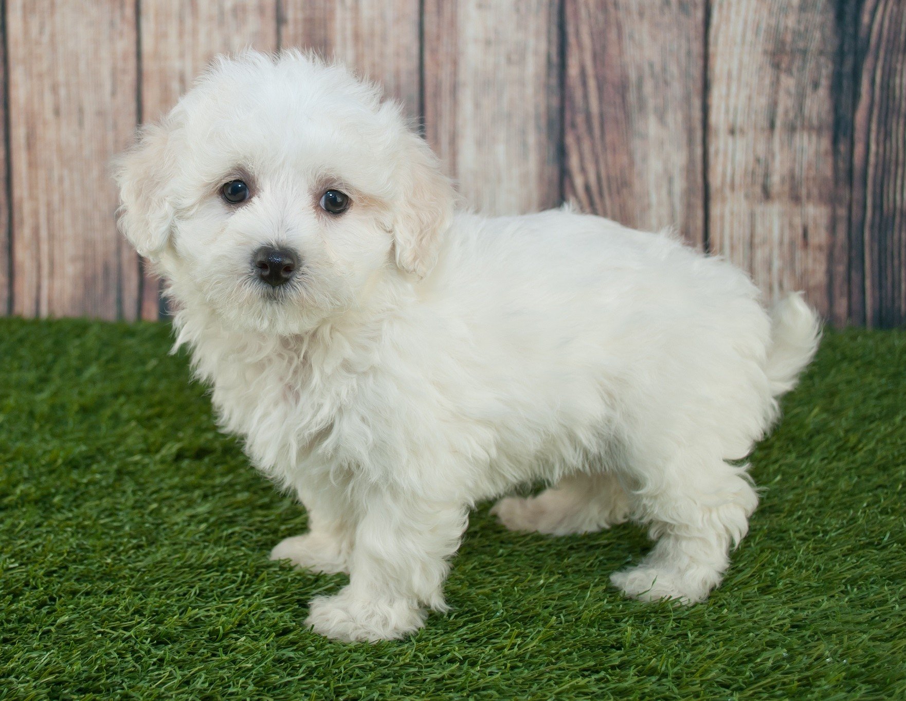 basset hound maltese mix