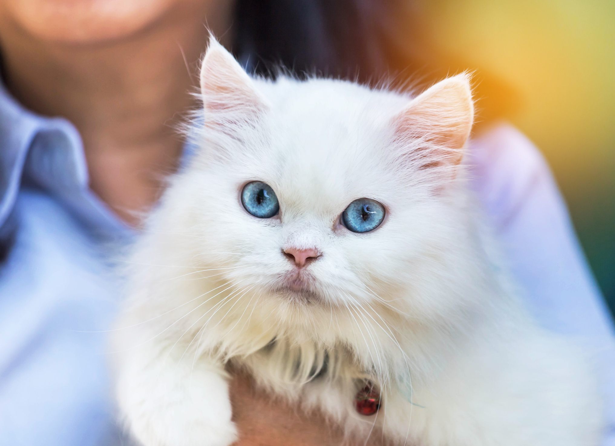 These Are the Friendliest and Most Affectionate Cat  Breeds