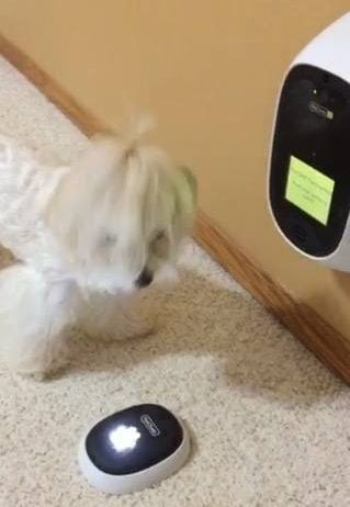 Pet chatz