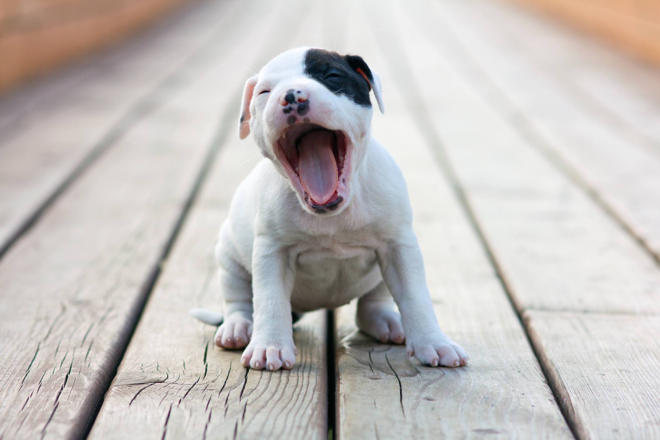 American Pitbull terrier puppy