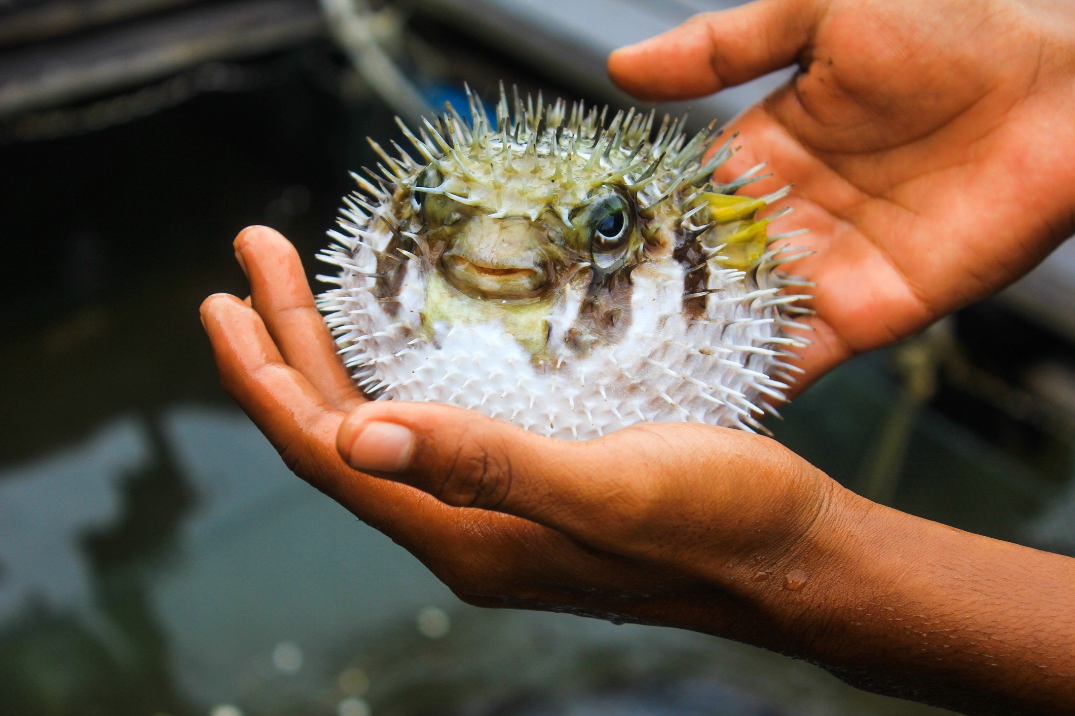 Japanese puffer fish