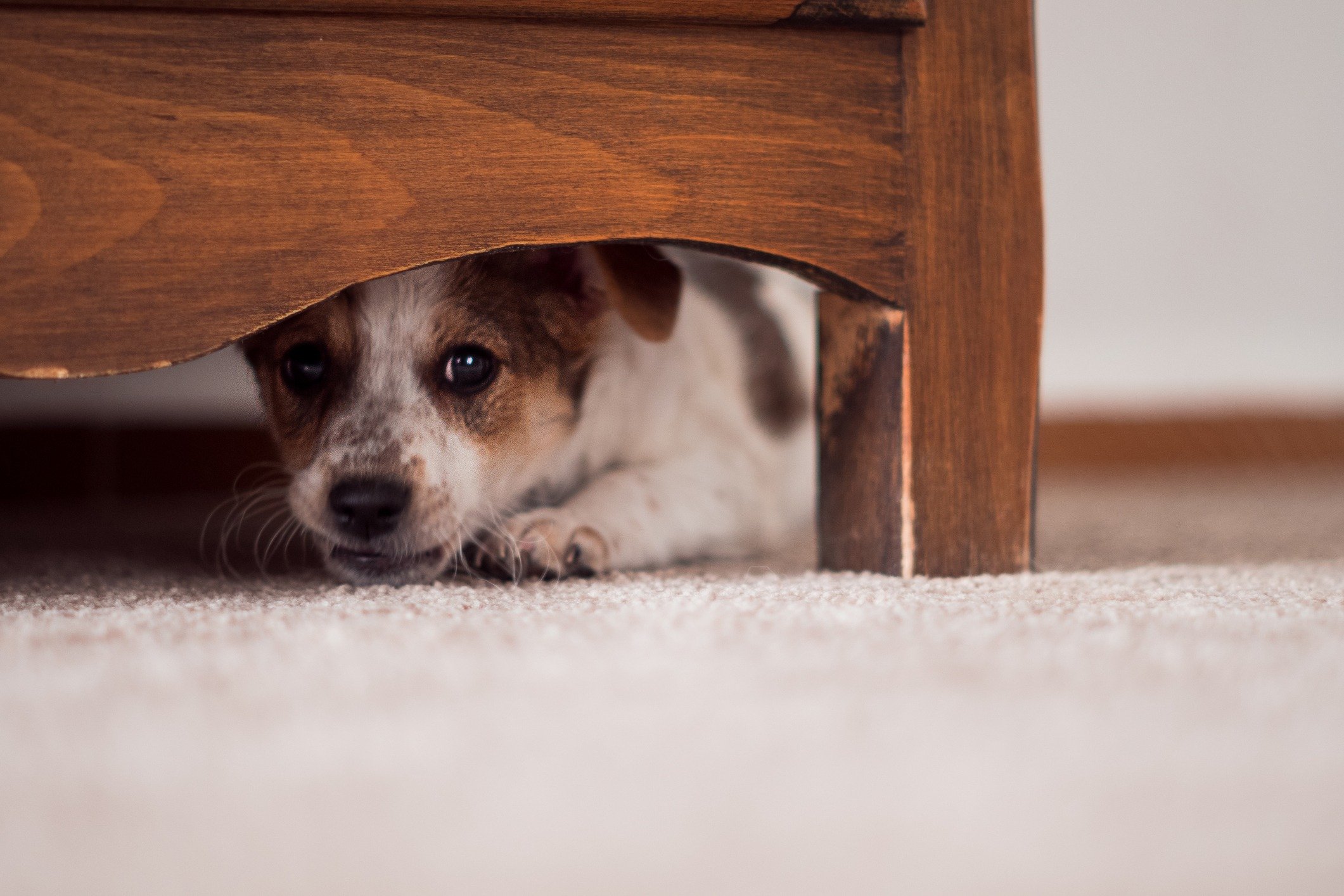 Puppy hiding under a cabinet