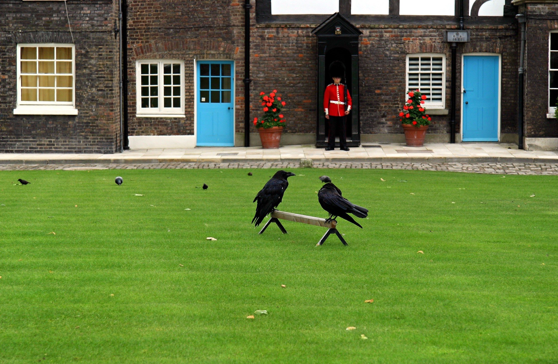 Tower of London Ravens