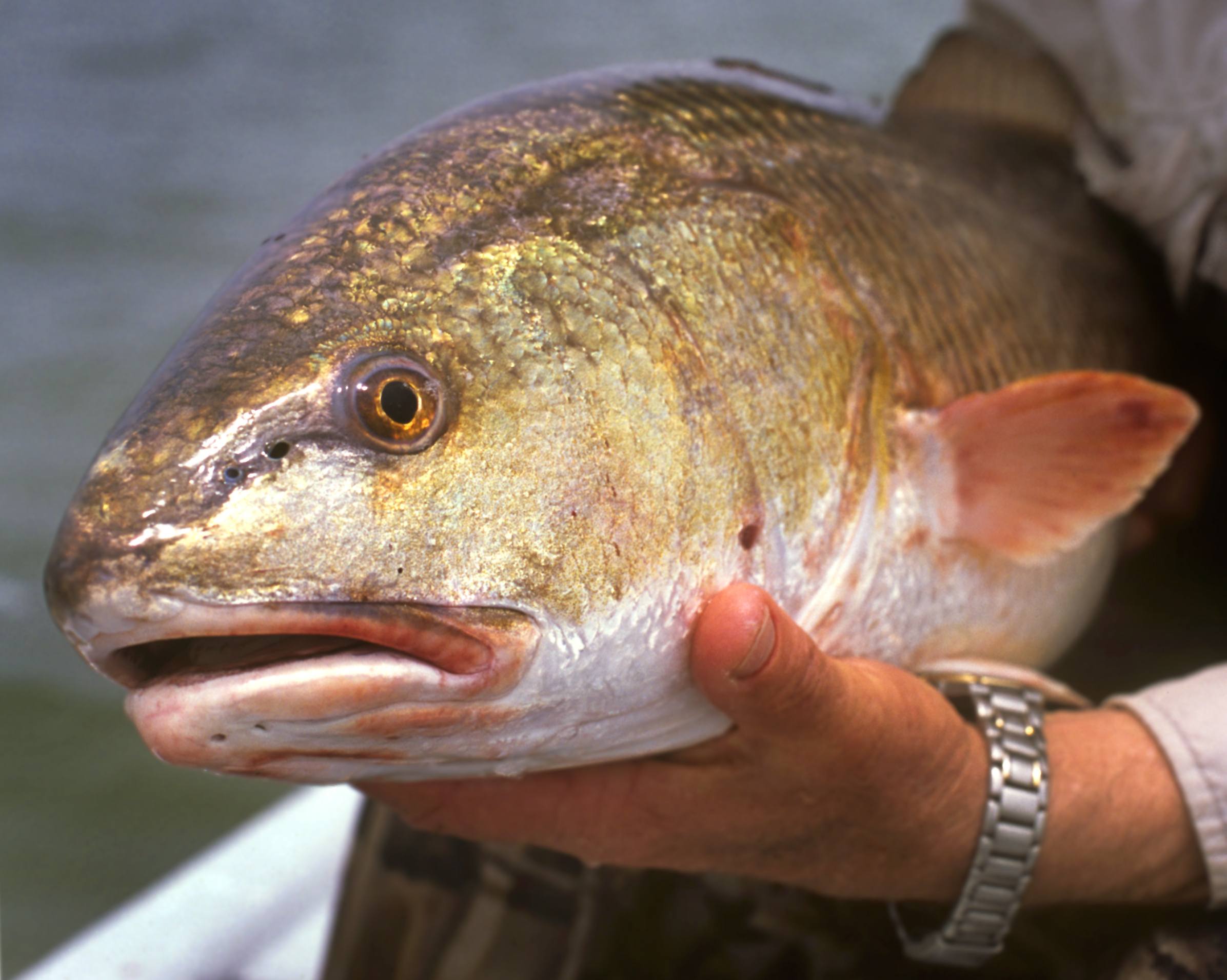 Redfish caught on Texas Gulf Coast