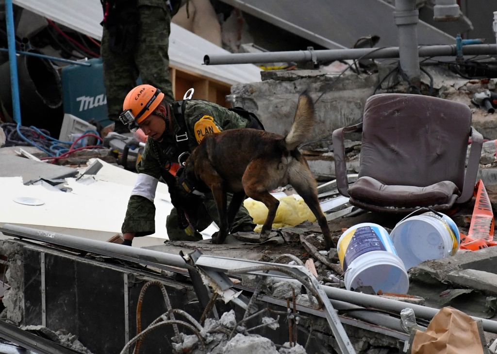 Search and Rescue Dog