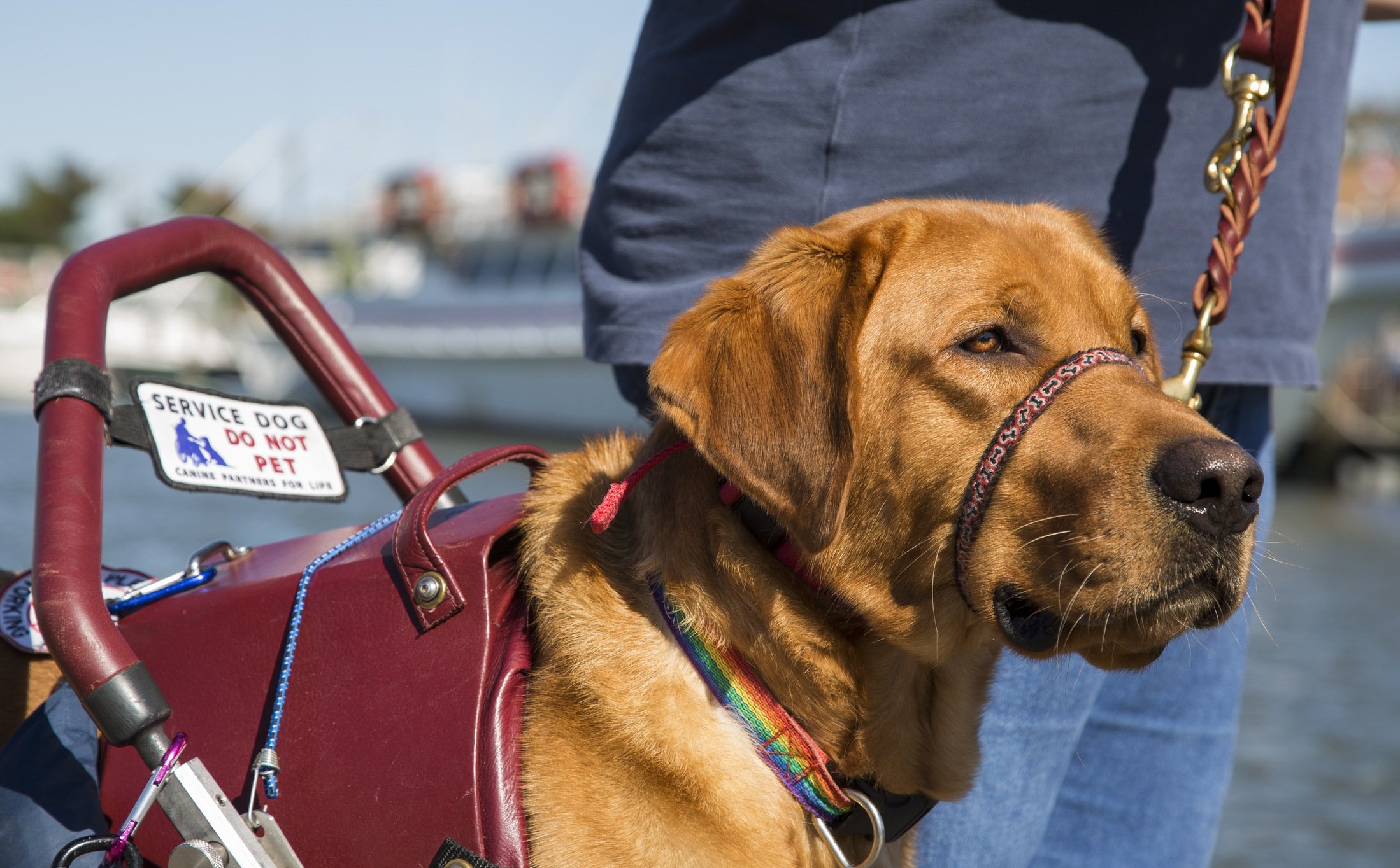 can you touch a service dog