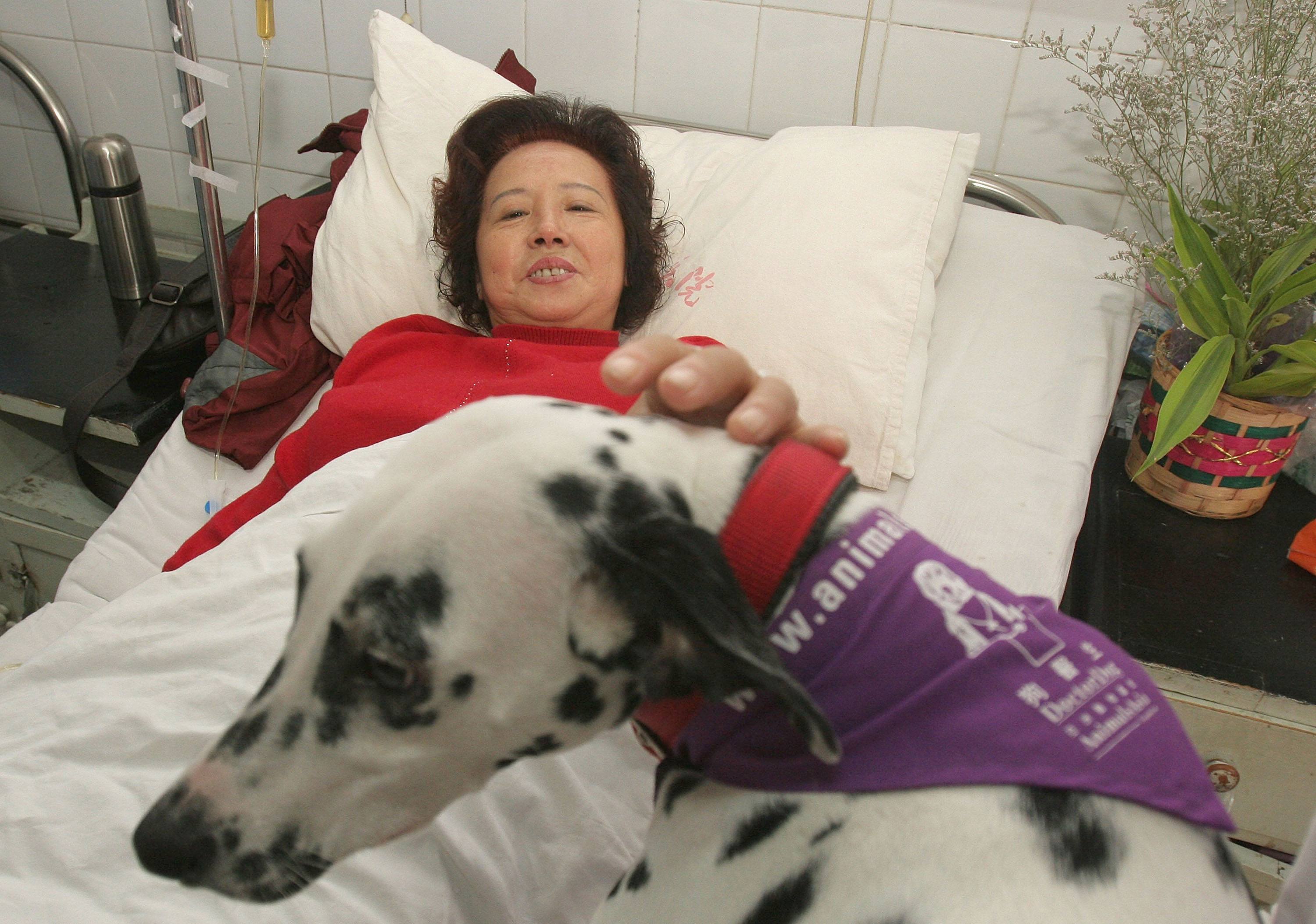 Dalmatian Therapy dog
