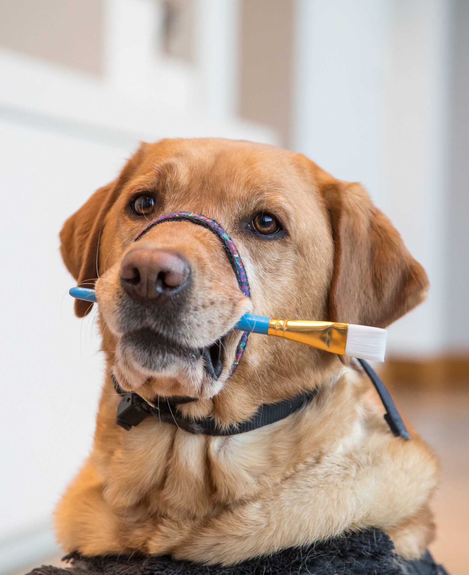 Service Dog