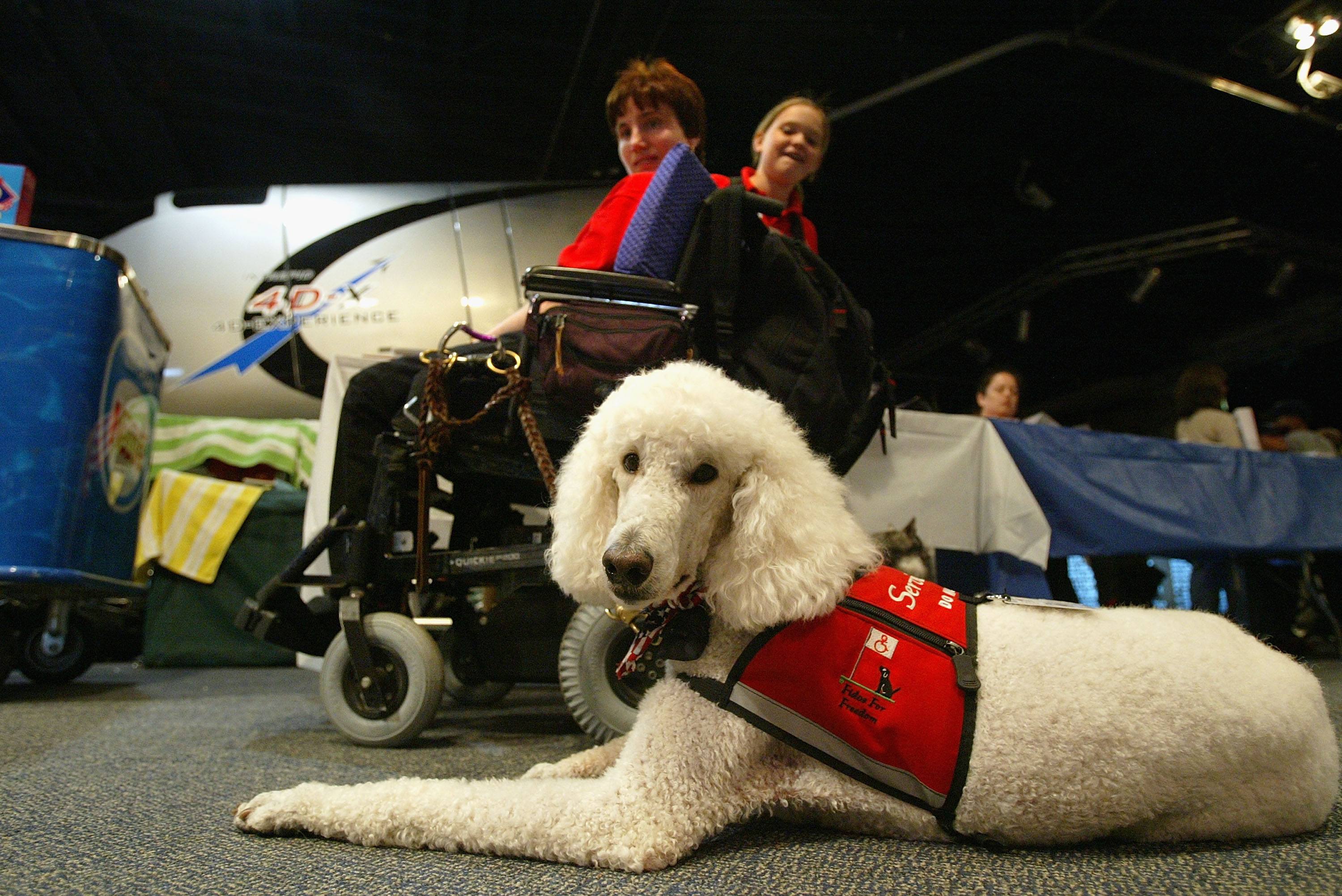 Service Dogs