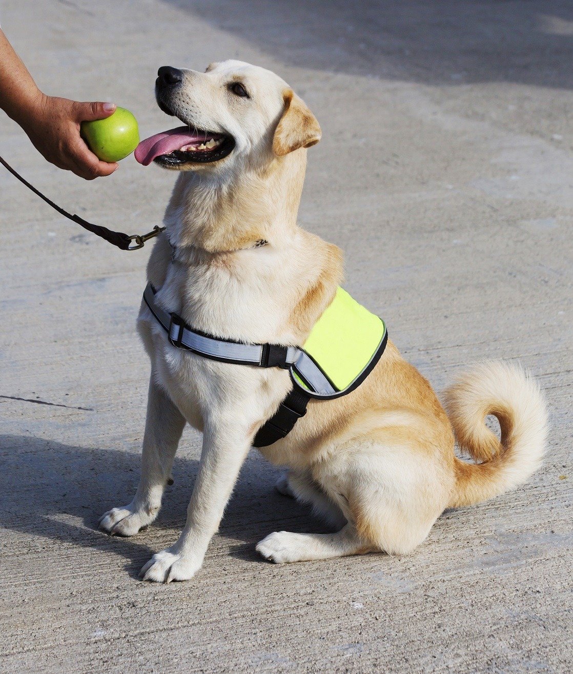 This Is the No. 1 Most Important Job of a Service Dog
