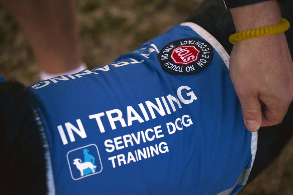 Service Dog in training
