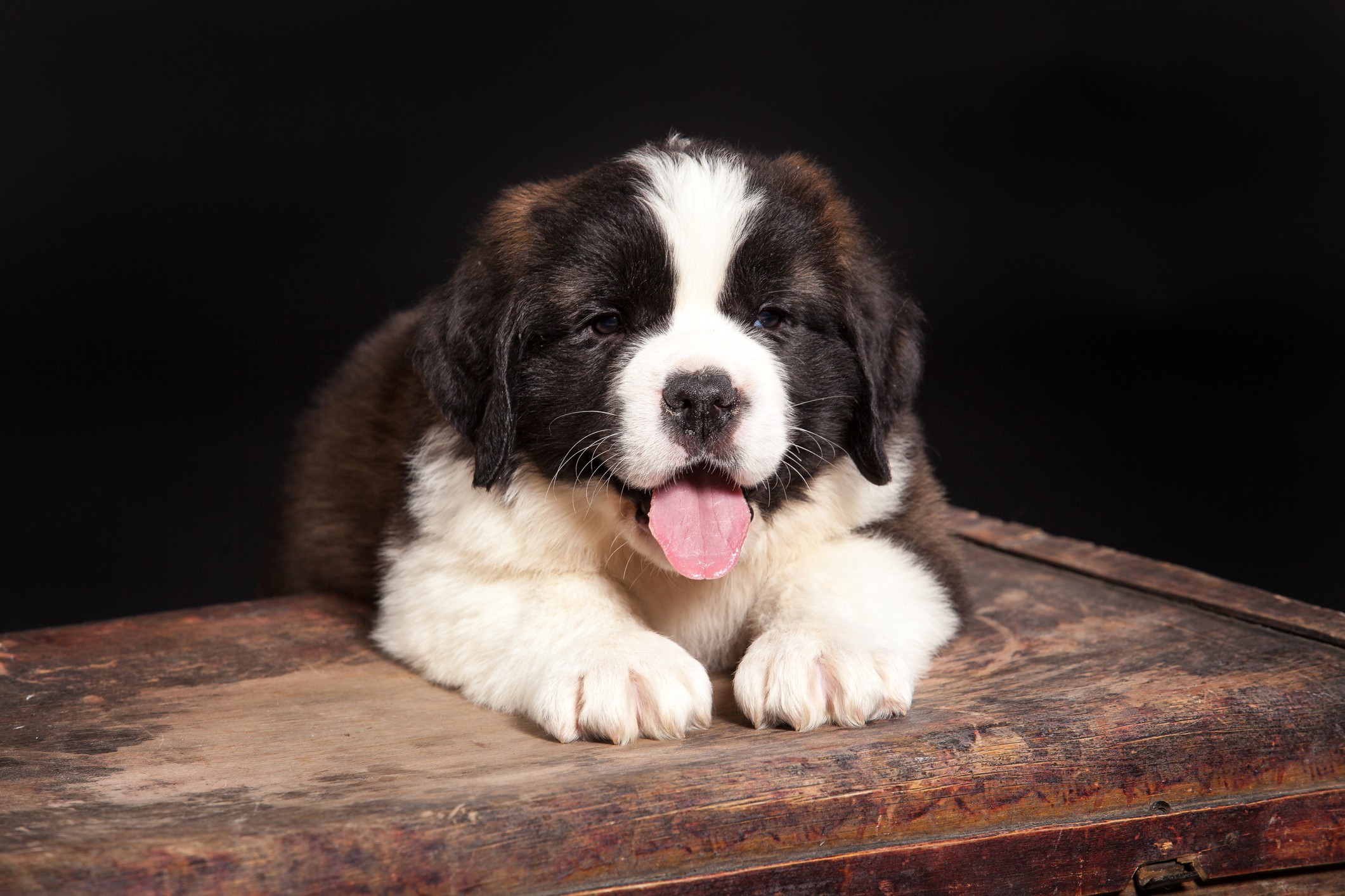 These Dog Breeds Always Have Unbelievably Cute Puppies