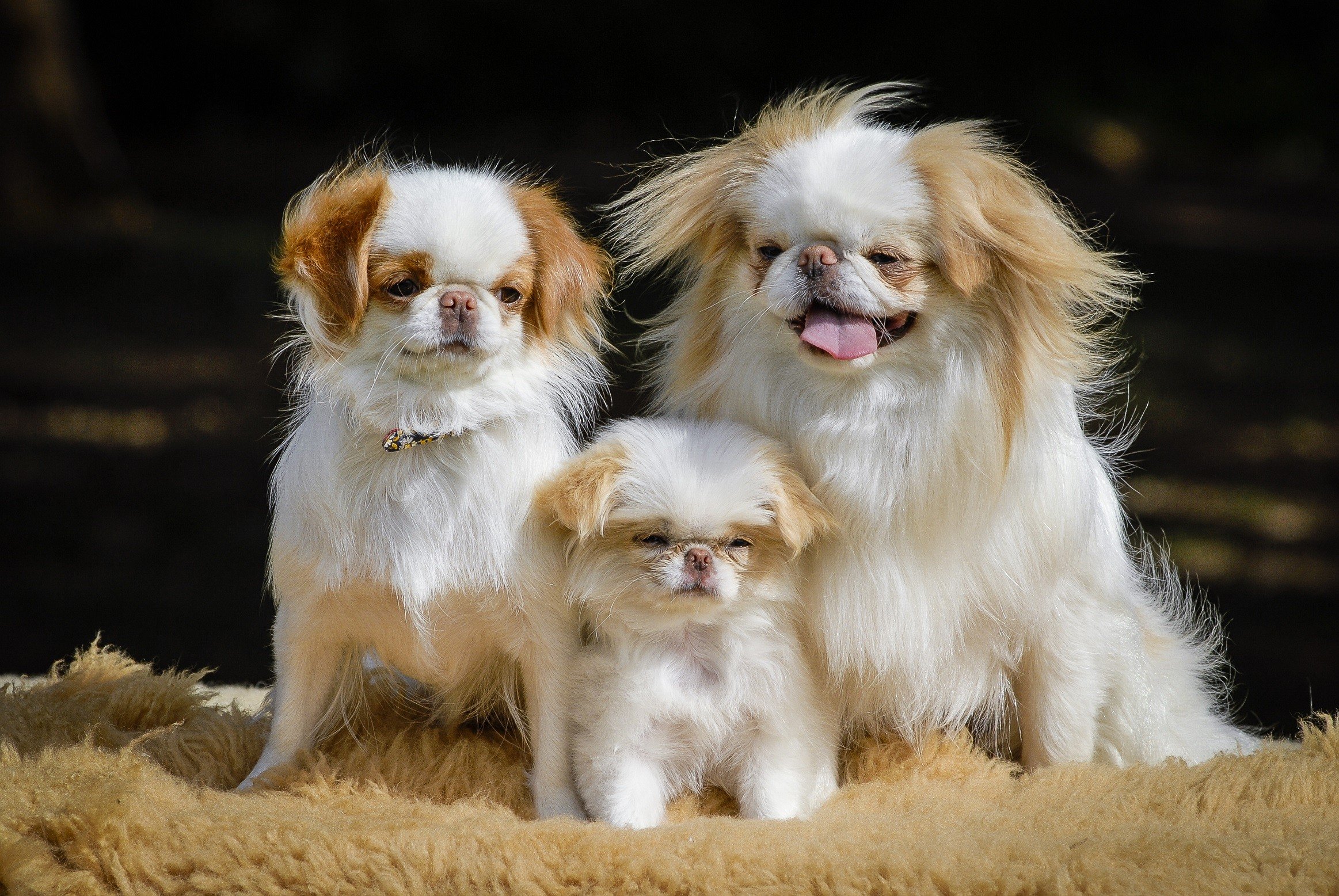 Family of Japanese chin