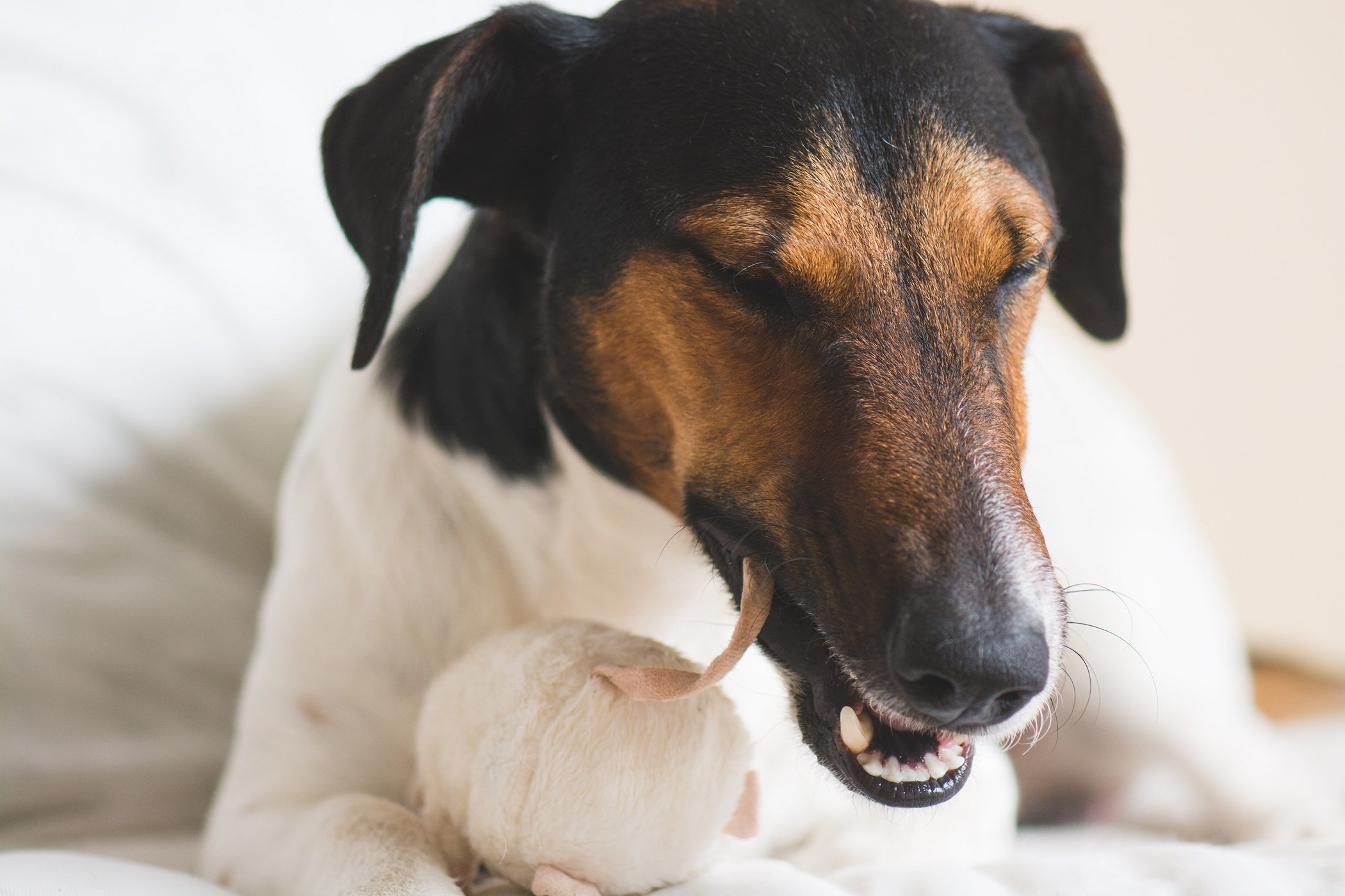 Toy fox terrier