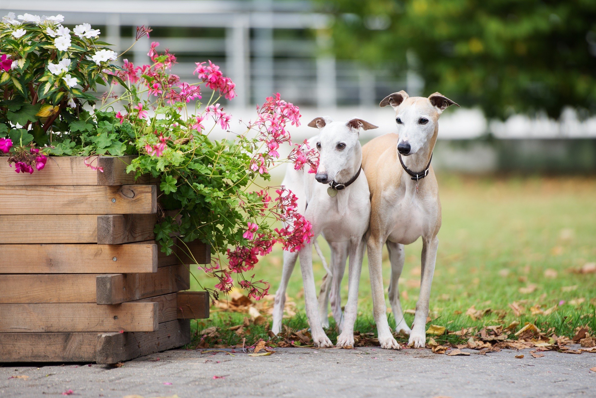 Two whippet dogs in a garden