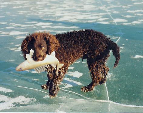 American water spaniel