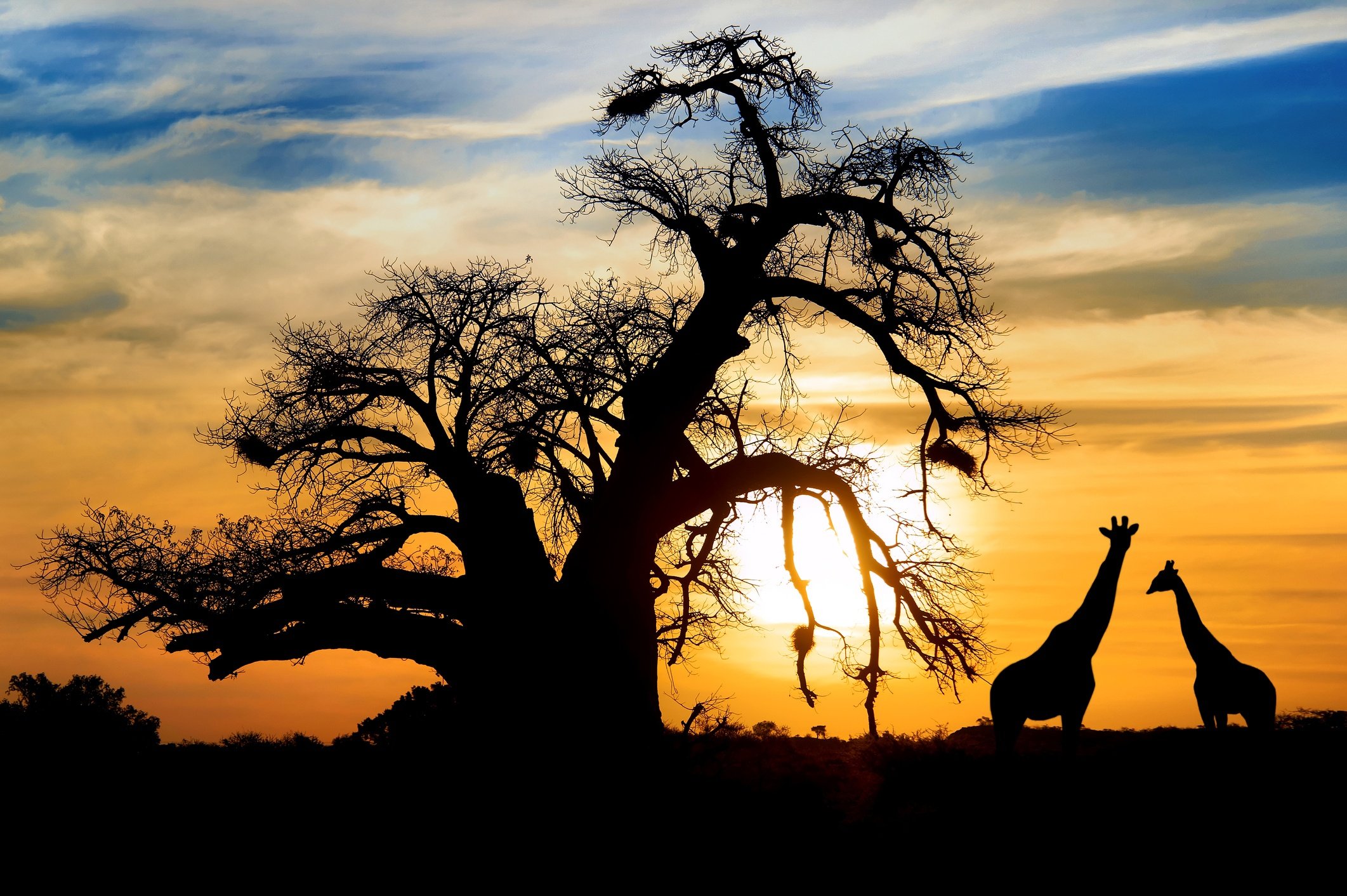 BotswGiraffes in the Botswana sunsetana sunset