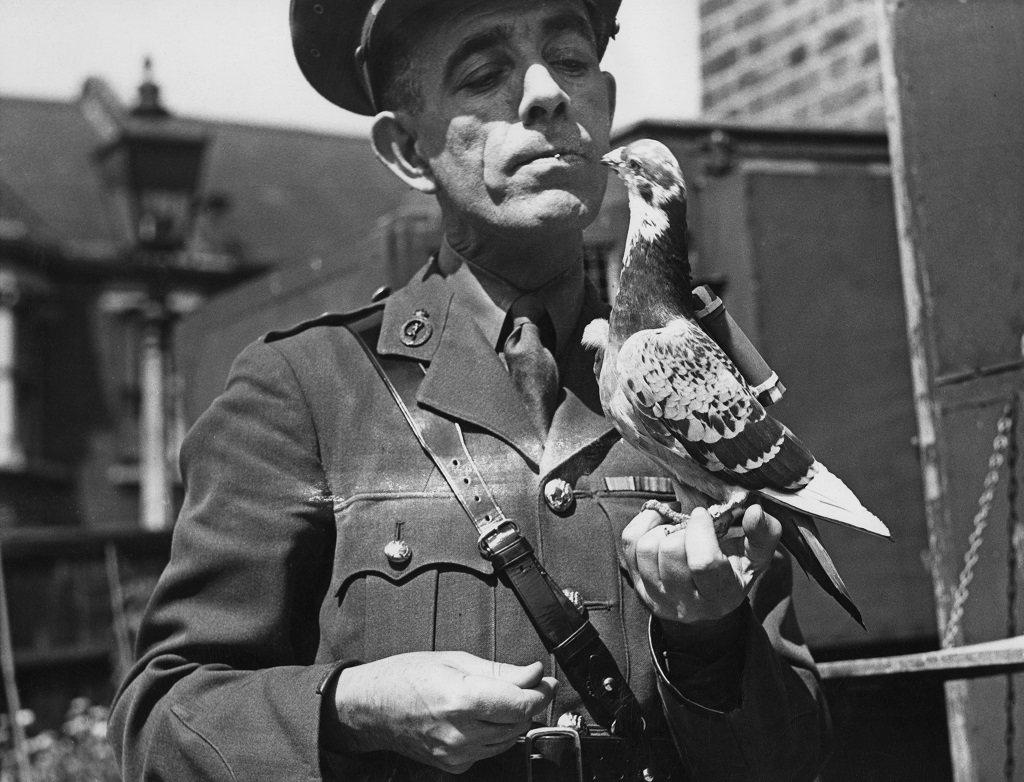 A military captain holds a carrier pigeon equipped with a 'back carrier' message capsule in 1945.