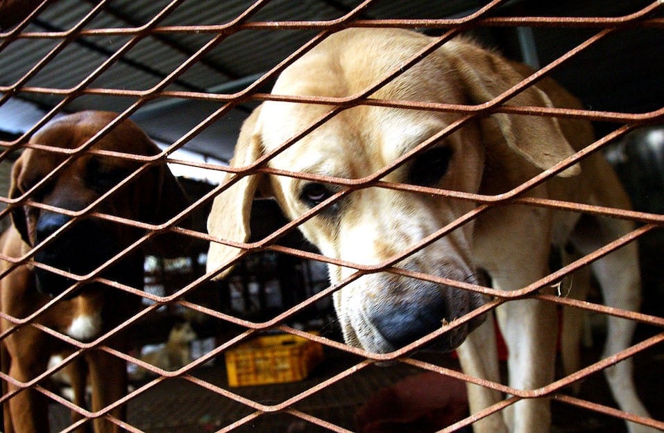 A dog looks out from a cage A dog looks out from a cage onto a dog slaughterhouse