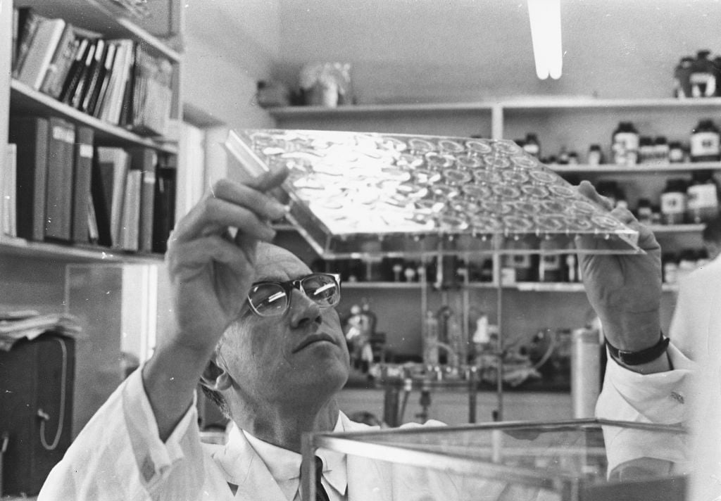 Dr Jonas Salk studying slides in his laboratory Dr Jonas Salk studying slides in his laboratory