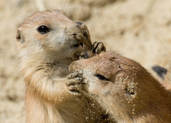 a pair of prairie dogs playing