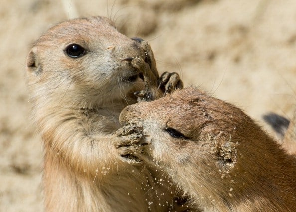 a pair of prairie dogs playing a pair of prairie dogs playing
