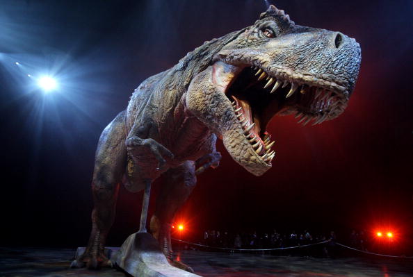 an adult tyrannosaurus rex model an adult tyrannosaurus rex model