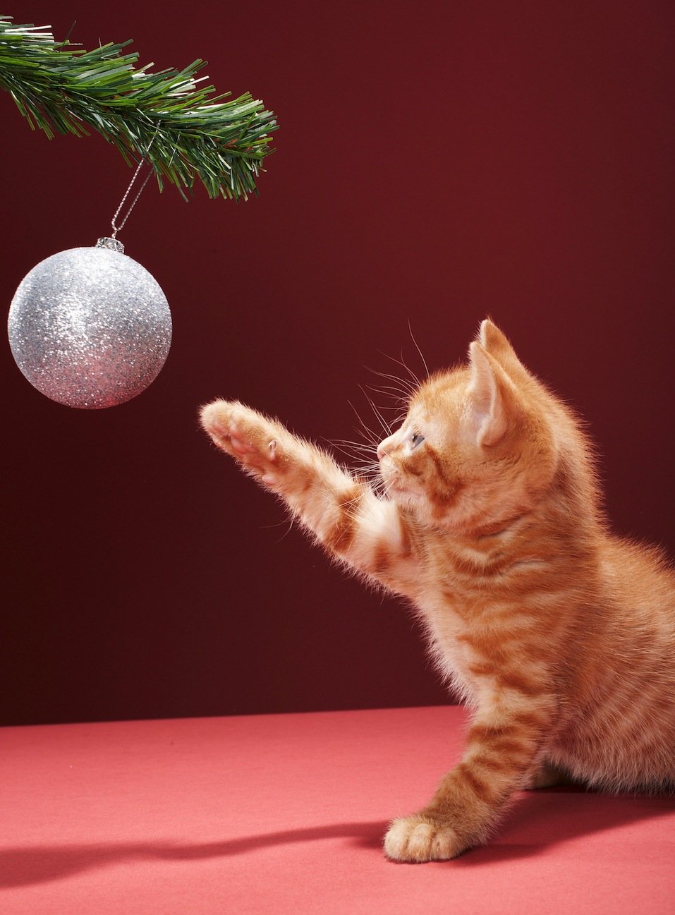 Kitten playing with Christmas bauble on tree