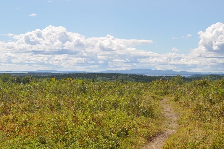 Field of blueberries in Maine
