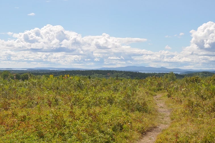 A field of blueberries in Maine Field of blueberries in Maine