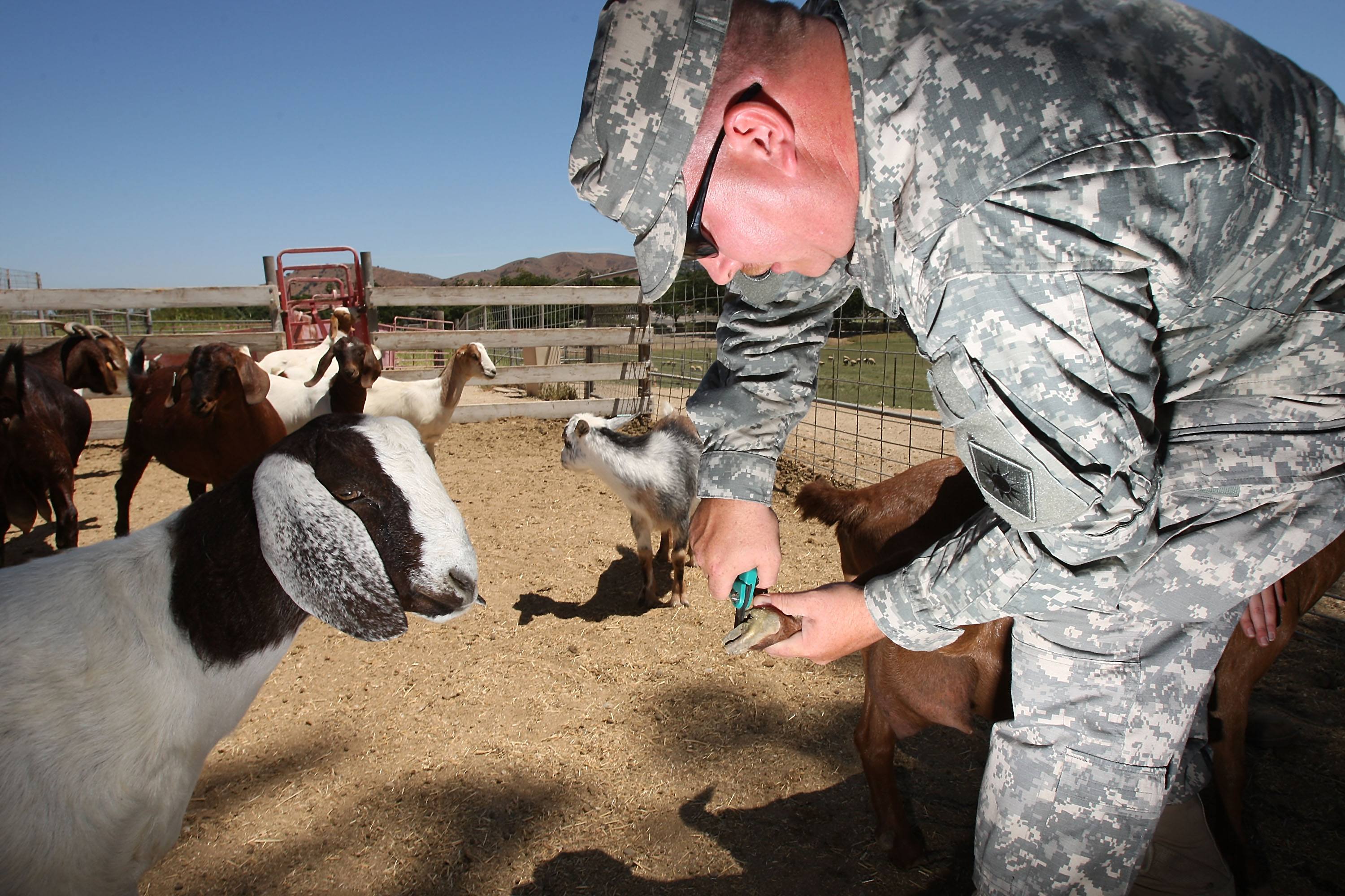 A goat watches Staff Sgt. Terry Lucas trim the hooves of another goat.