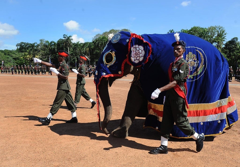 A baby elephant of the Sri Lanka Army