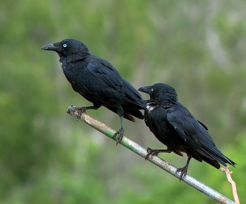 crow