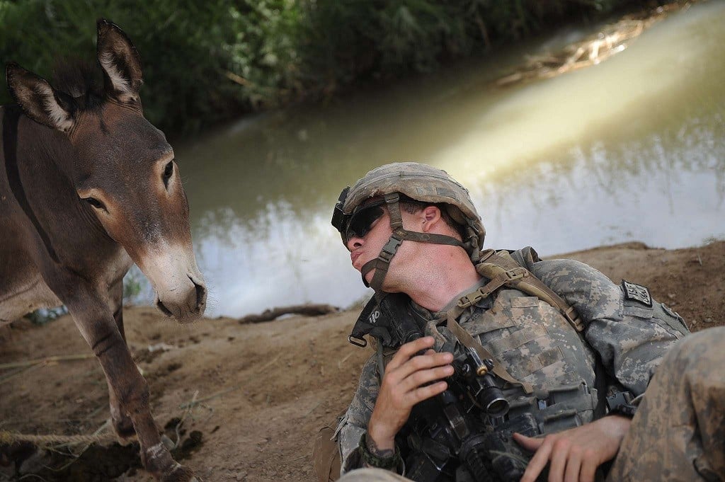 A U.S. soldier greets a donkey in Afghanistan. 