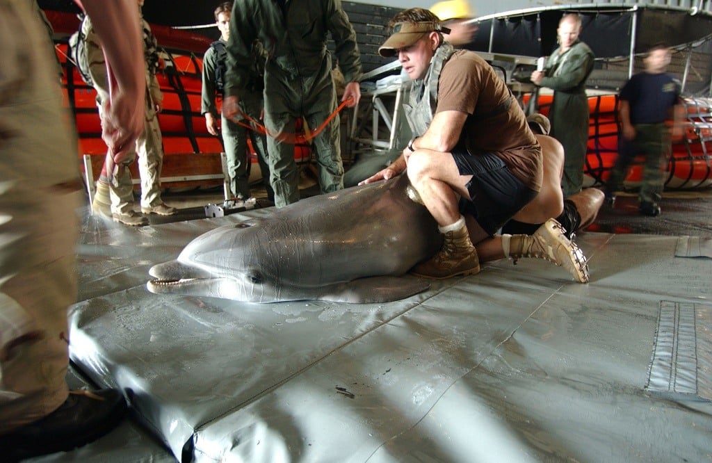 Hefi, a bottlenose dolphin, receives a routine evaluation aboard the USS Gunston Hall, which conducts water mine counter measure operations