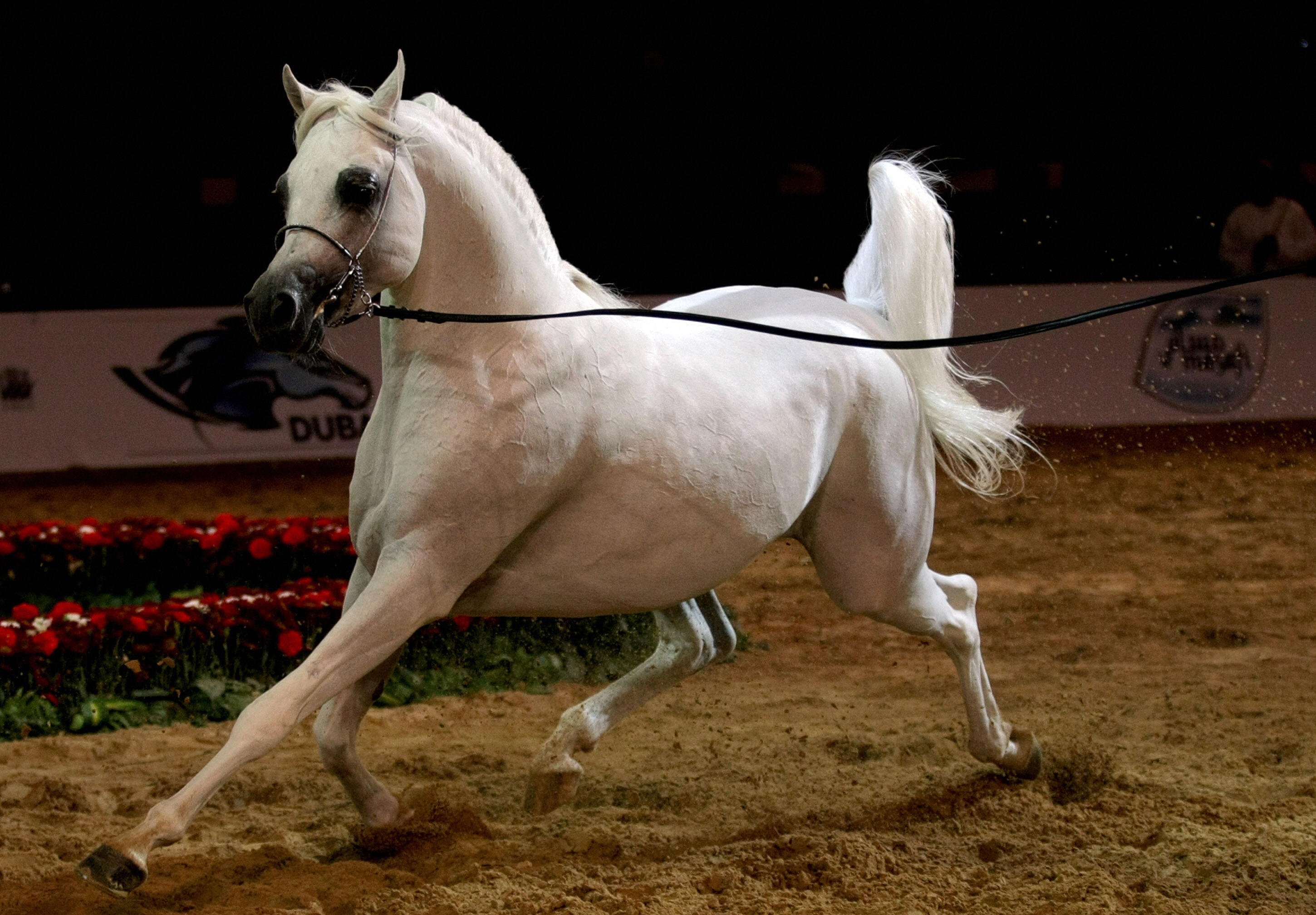 Arabian stallion