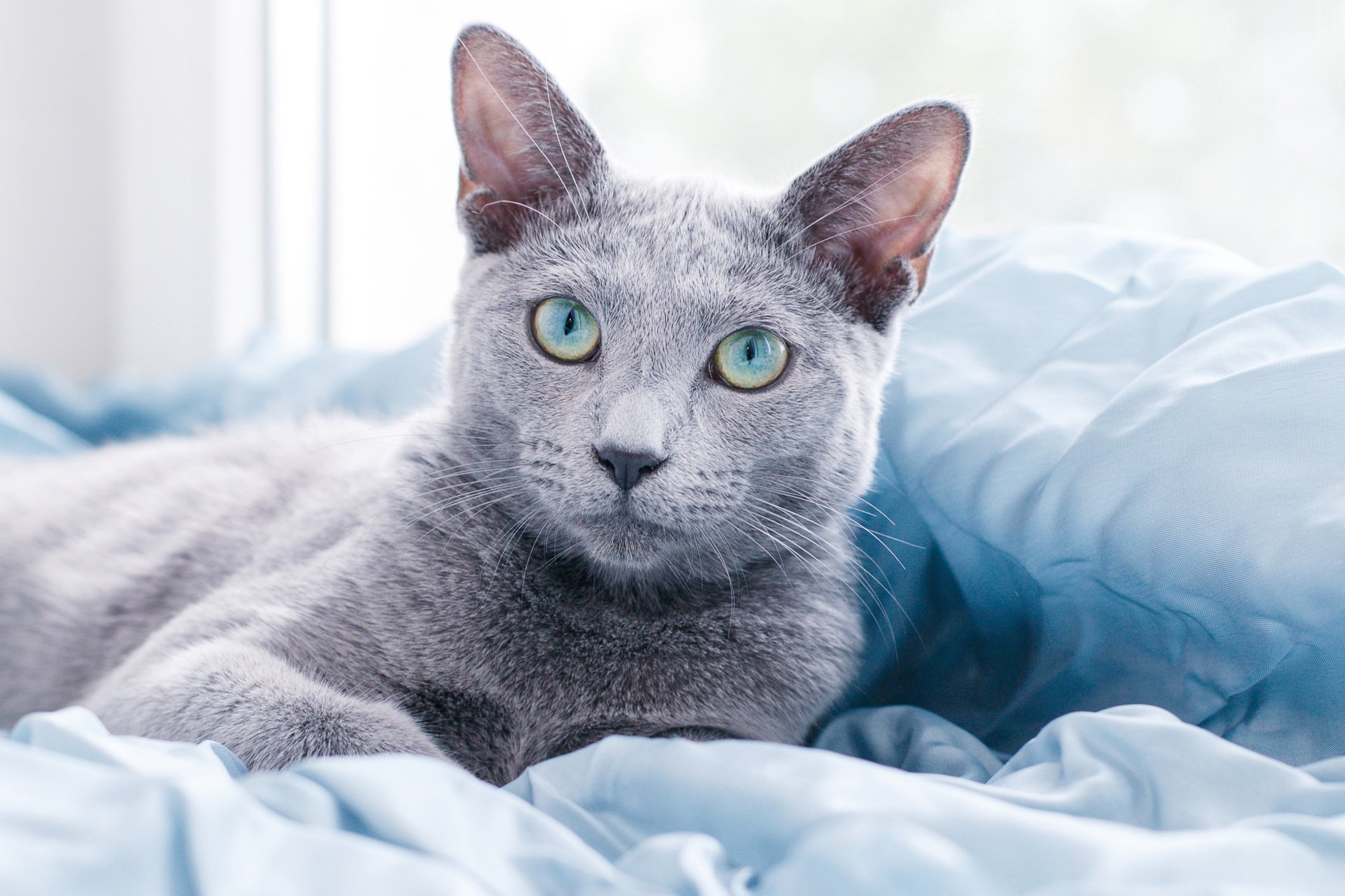 These Are the Best Hypoallergenic Cat Breeds for People With Allergies