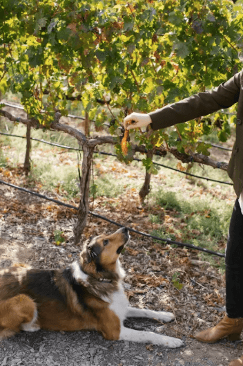 Calistoga Ranch, an Auberge Resort