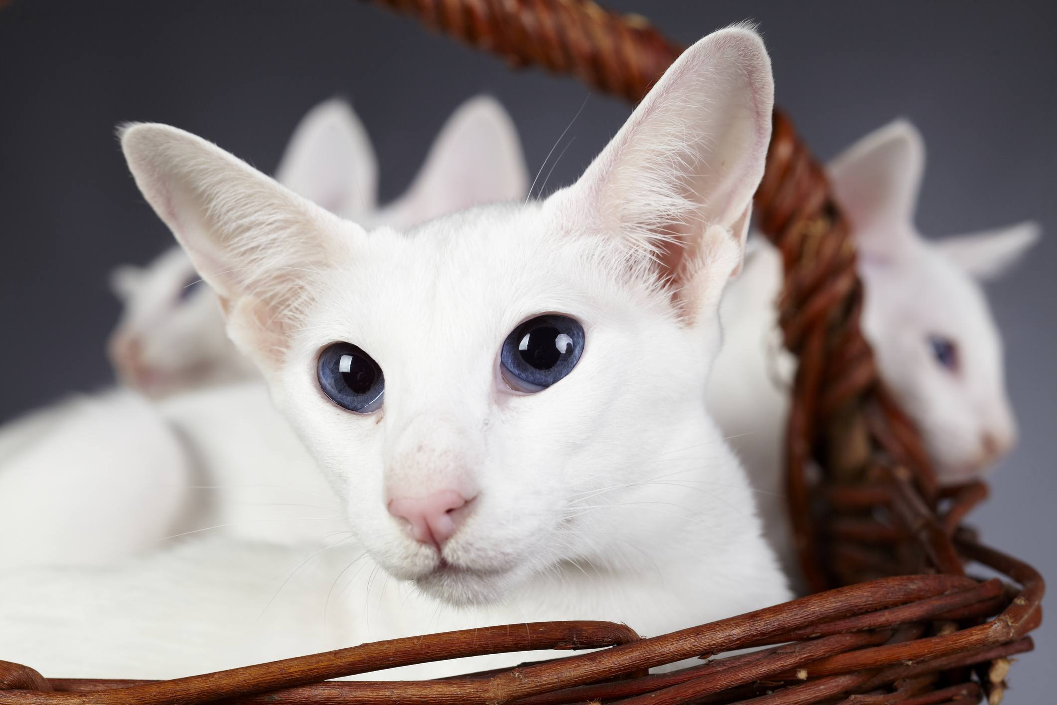 Colorpoint Shorthair cat