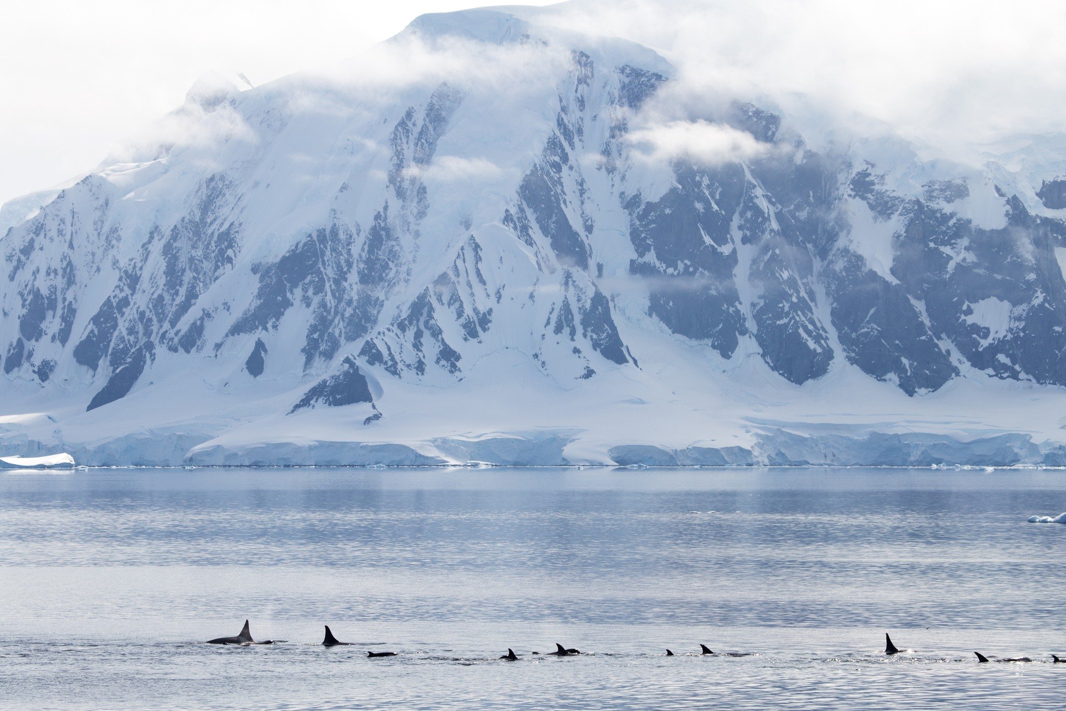 Drake Passage Killer Whales