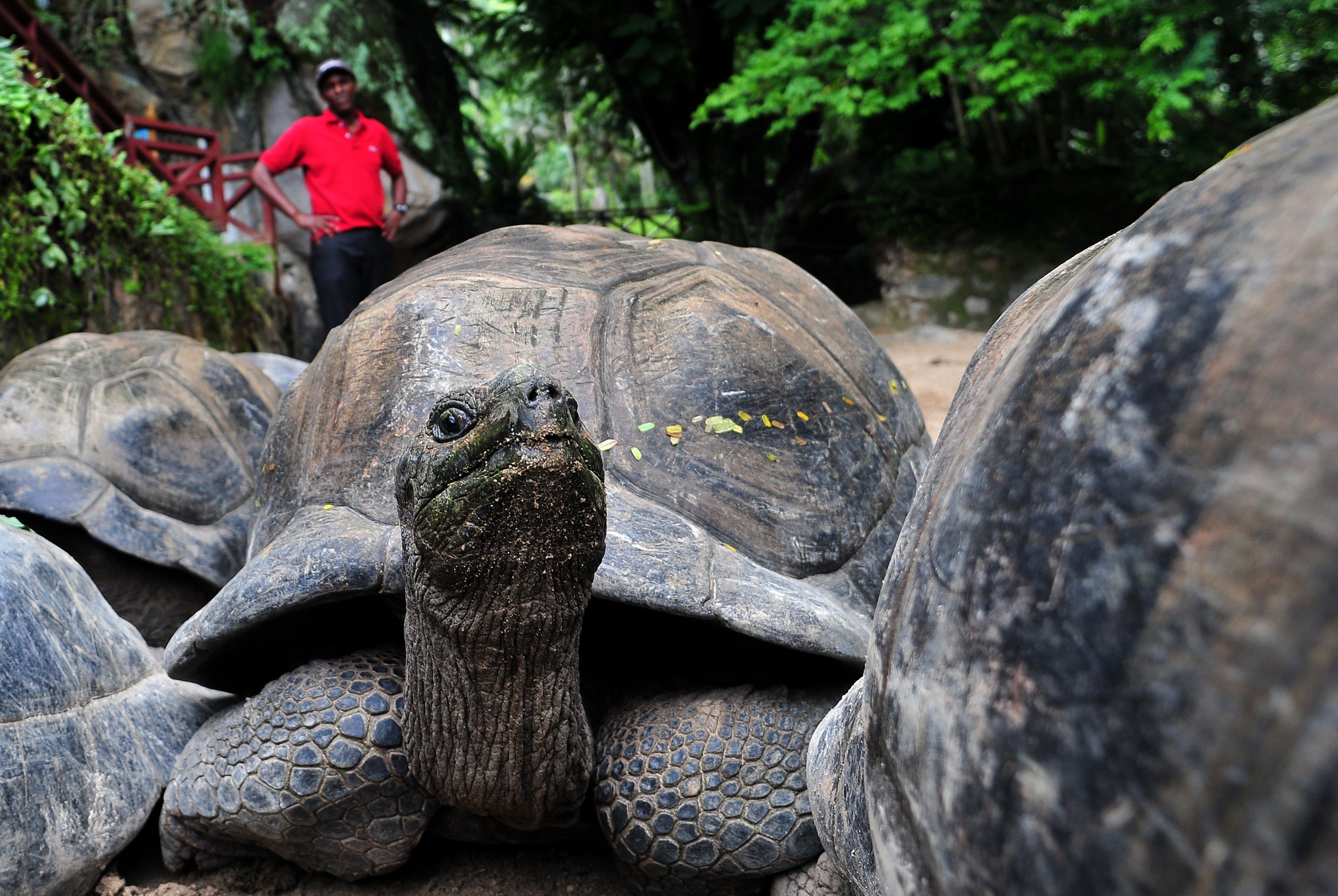 Aldabra Giant Tortoises 