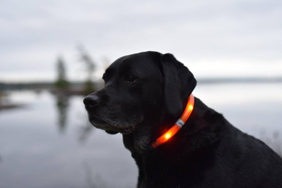 Glowdoggie light up collar