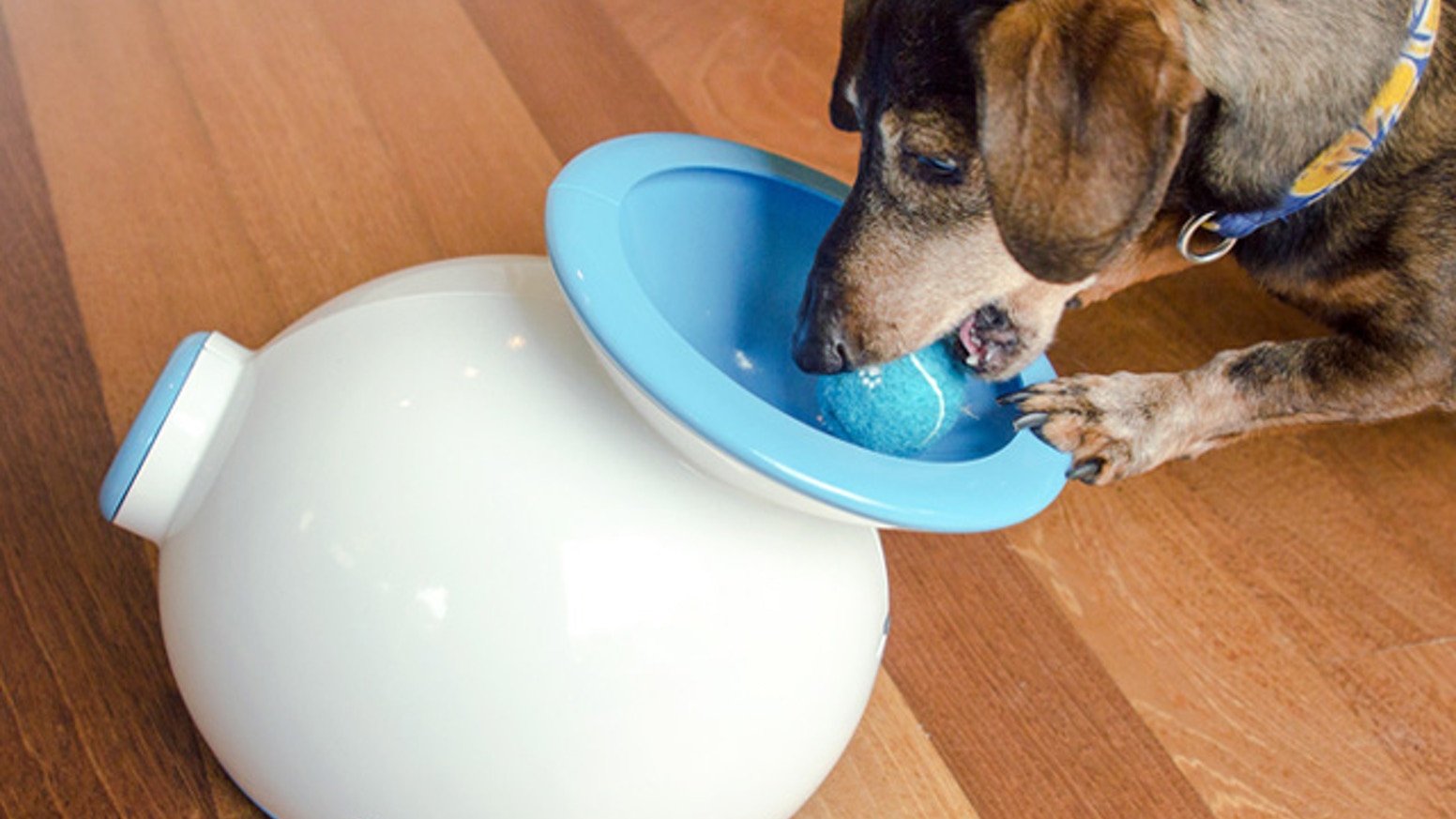 iFetch : The Ball Launcher for Dogs