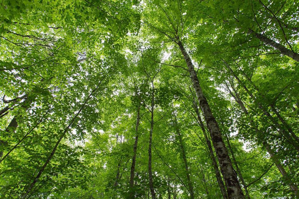 Irving Woodlands, Maine