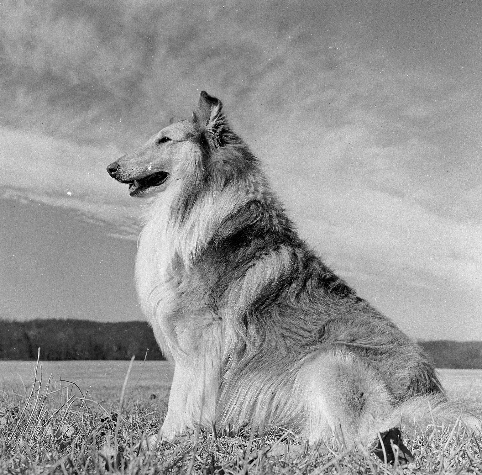 Lassie Dog