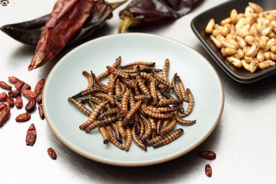 Meal Worms for eating