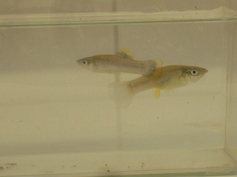 Two Cave Molly Fish