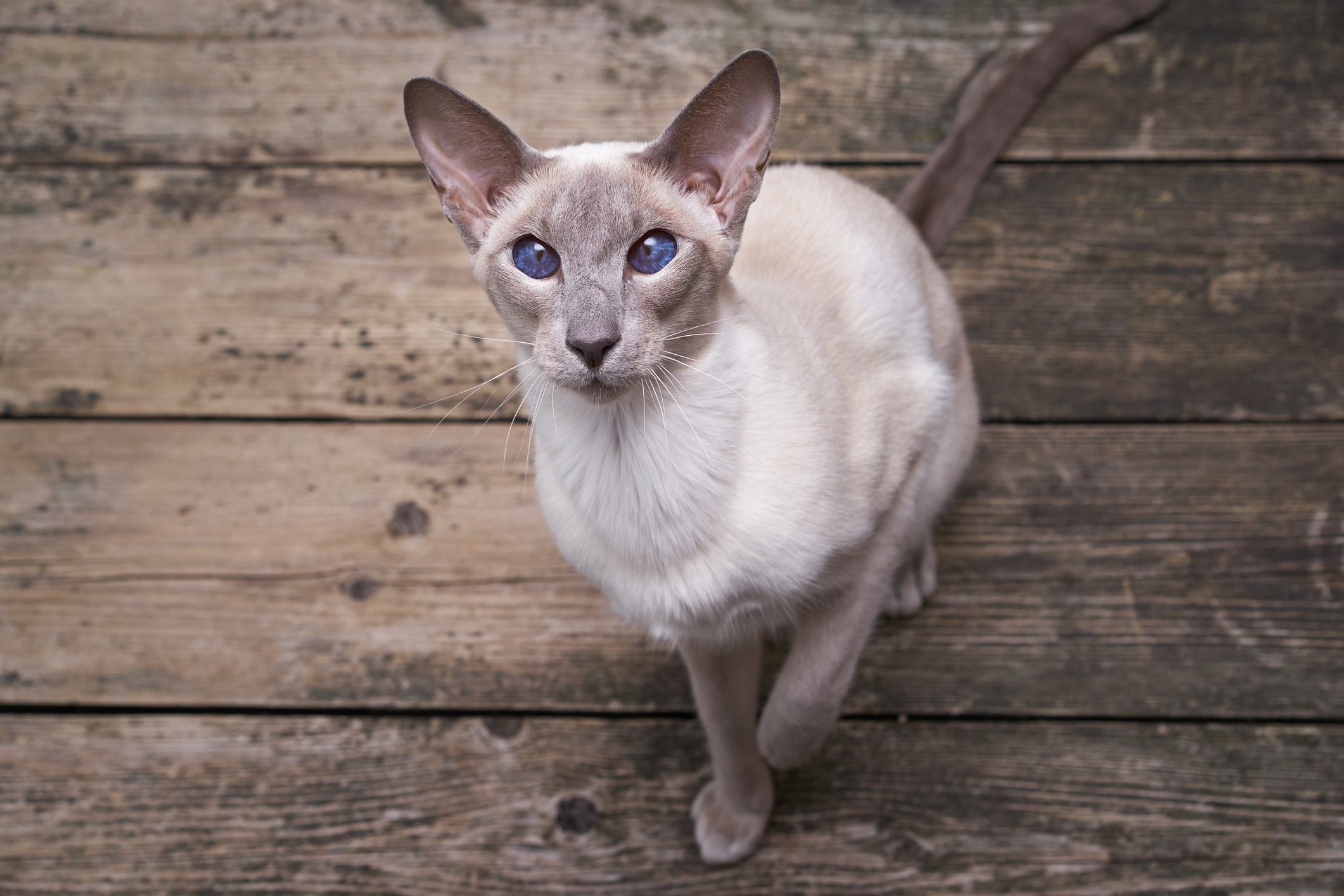 These Are the Best Hypoallergenic Cat Breeds for People With Allergies